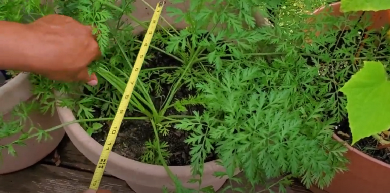 What should to Know Before You Harvest Carrots in Containers